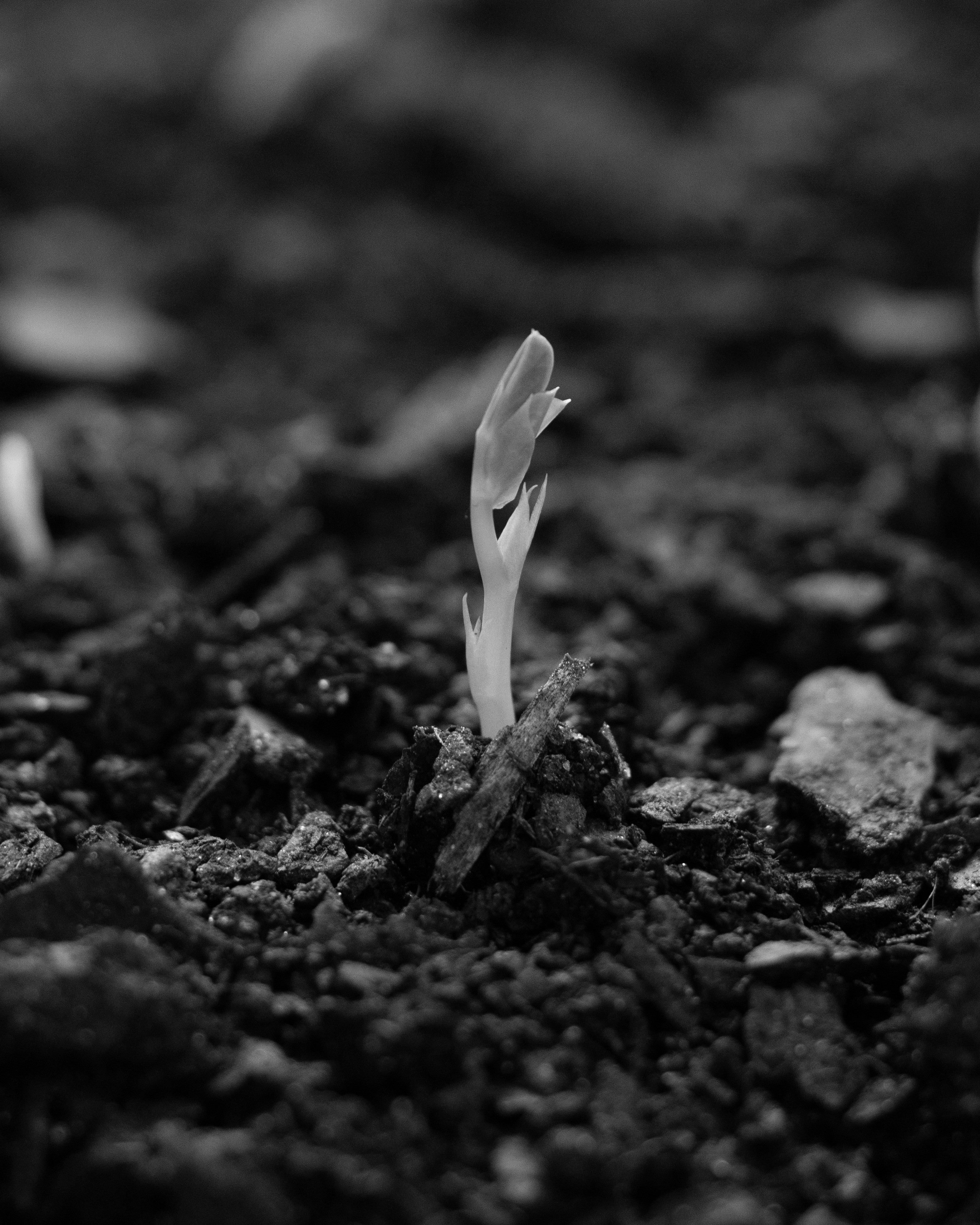 The Buddha's method for turning suffering into an ally.