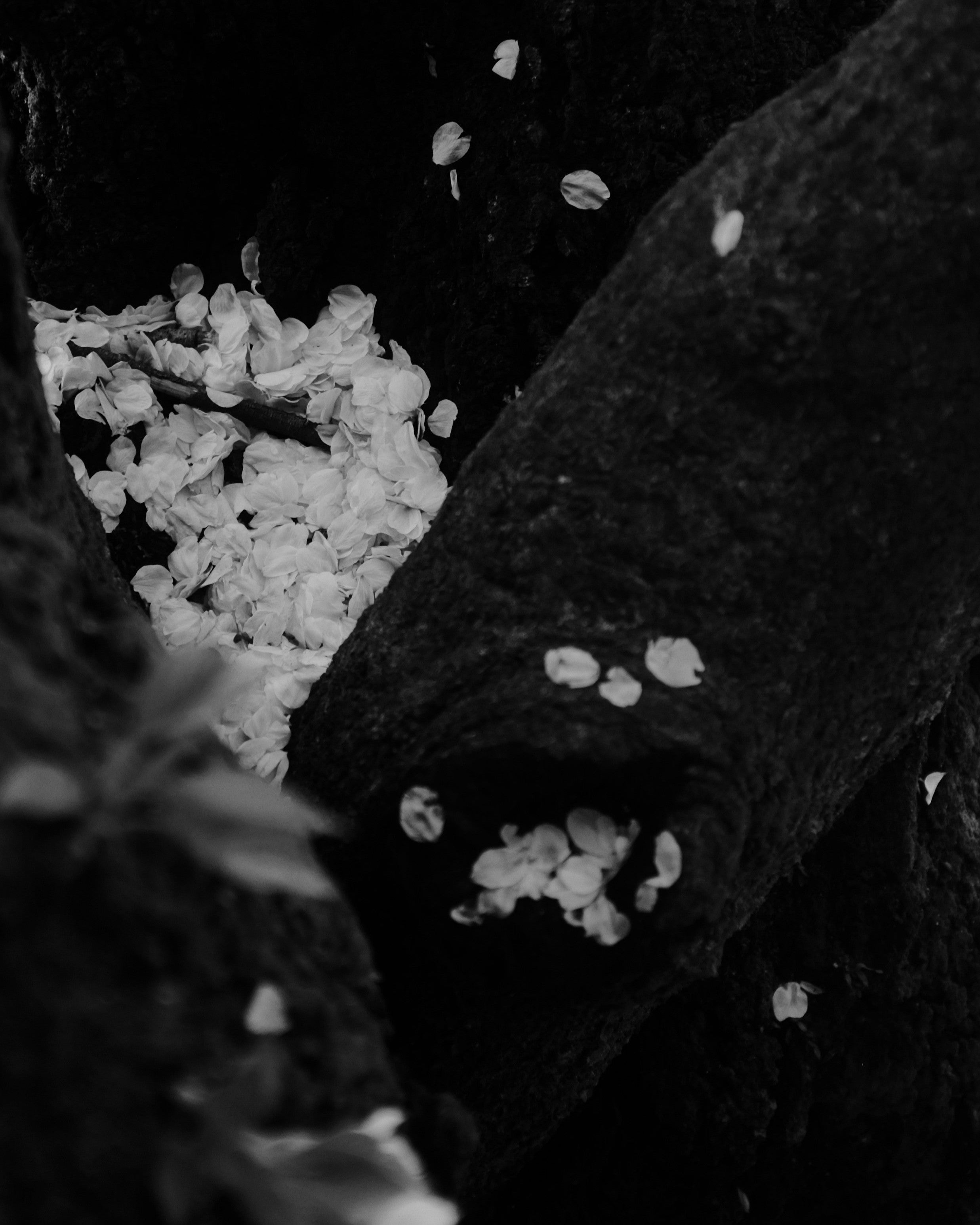 Four Buddhist teachings that resonate with the heart.